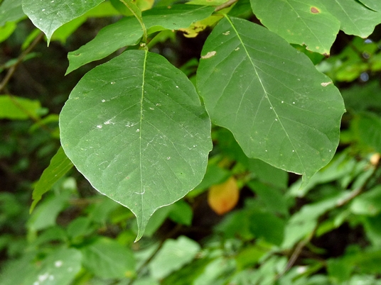 {Nyssa sylvatica}